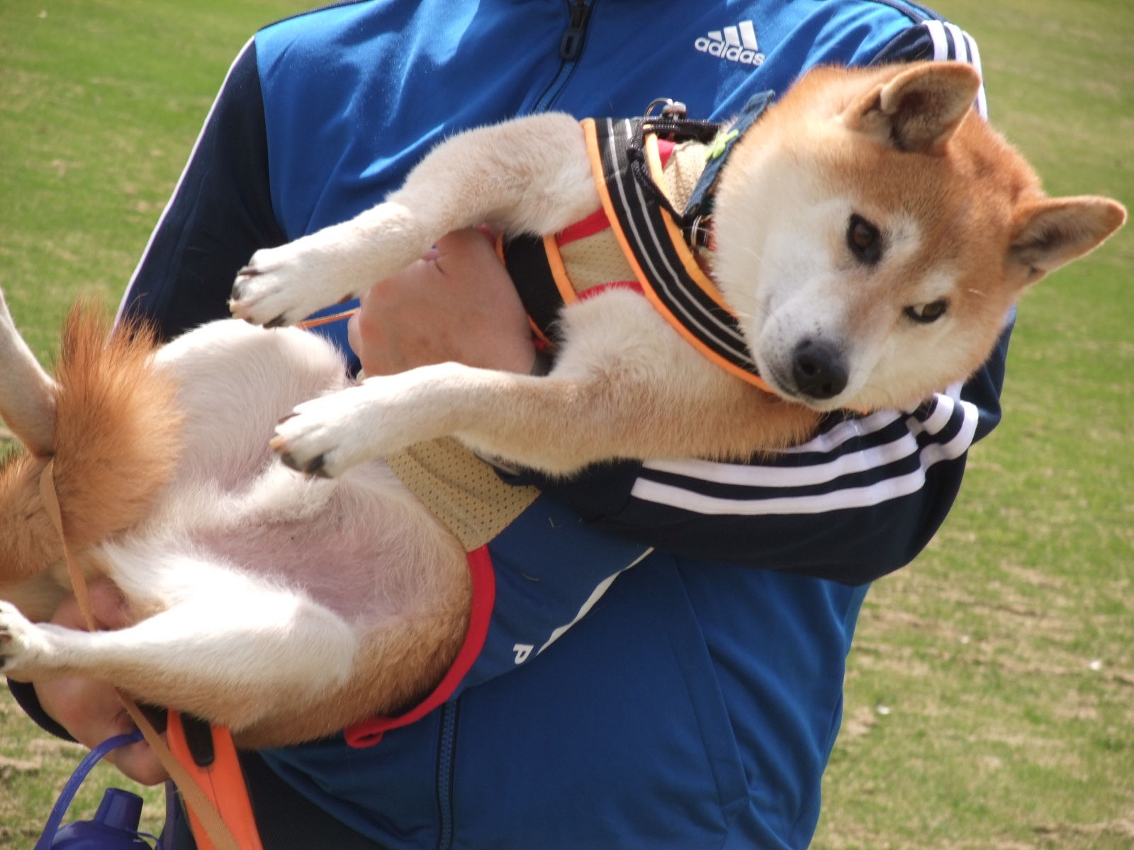 かぼすちゃんの1日花屋さん２０１８へ♪① : 柴犬こうたの気ままダイアリ～♪