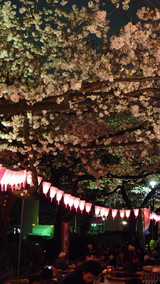 sakura100402-4