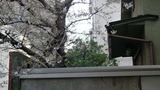 sakura110330-2