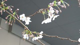 sakura110330-1