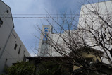 sakura100312