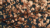 sakura100402-3
