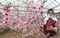 桃満開 春色ピンクに染まるハウス　岡山・勝央の農家が人工授粉を開始