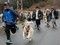 岡山で犬主役「わんわん運動会」　飼い主と59匹が7種目に挑む