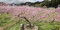 豪雨被災の畑に「夢白桃」の花咲く　岡山・総社で生産者が人工授粉作業