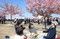 カワヅザクラ満開迎え“春”満喫　岡山の児島湖花回廊で「まつり」