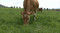 岡山・蒜山高原でジャージー牛の放牧始まる　アイドル牛「ラブリー」も