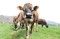 岡山・真庭の蒜山高原でジャージー牛放牧始まる　草を食べながらのんびり過ごす