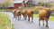 冬支度 ジャージー牛が引っ越し　岡山・蒜山、牧草地から牛舎へ62頭