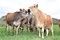 緑の蒜山高原にジャージー牛放牧　新鮮な牧草に「モー最高」