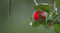 岡山地方気象台が発表　観測史上最も遅いツバキの開花