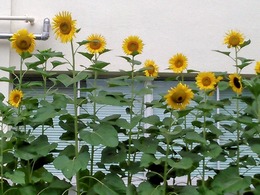 KIMG0156