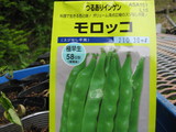 モロッコインゲンIMG_0304
