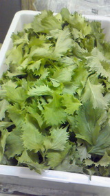 大葉201008271839000