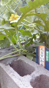 二十日大根201007030908000