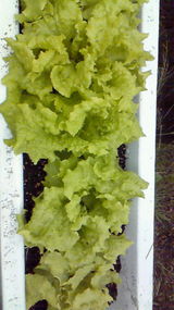 レタス201007030858001