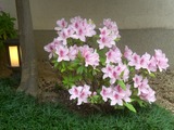 玄関花