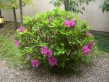 玄関花1