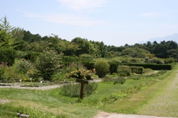 184fa3c1.jpg