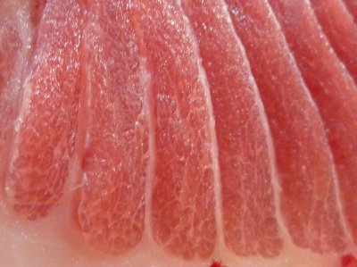 大間のマグロ