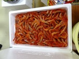 12-02-14甘エビ