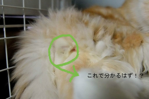 BlogPaint
