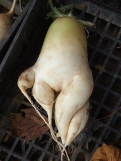 せくすぃー
