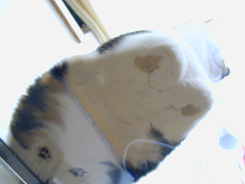 おいしそうな脚の女子校生 234脚目猫ガイジ隔離スレ [無断転載禁止]©bbspink.com	YouTube動画>1本 ->画像>4453枚 