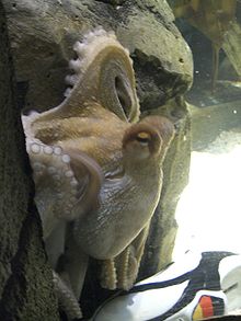 220px-Oktopus-Orakel_Paul_mit_Schuh