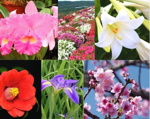 やんばる花