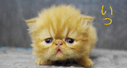 ねこちゃん