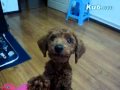 �ޥޡ��Ȥ���٤븤���İ���