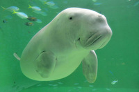 【水の惑星紀行】鳥羽水族館ジュゴン