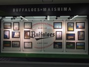 BUFFALOES×MAISHIMA3