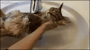tumblr_nu8pz3k41x1tlb56zo1_400