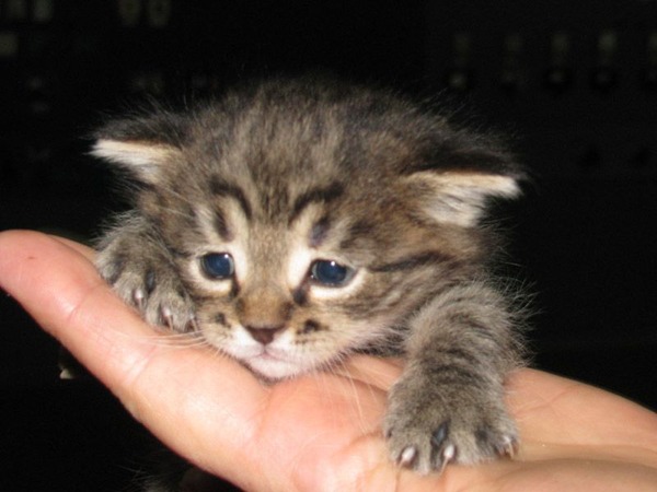 these_funny_animals_1166_27