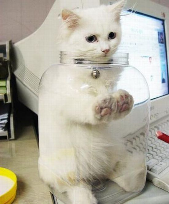 瓶ねこ ヤバイちょっと萌えた