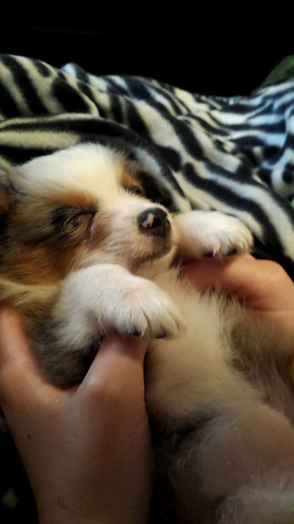 なんだ?このかわいすぎる仔犬は!萌えたじゃまいかw