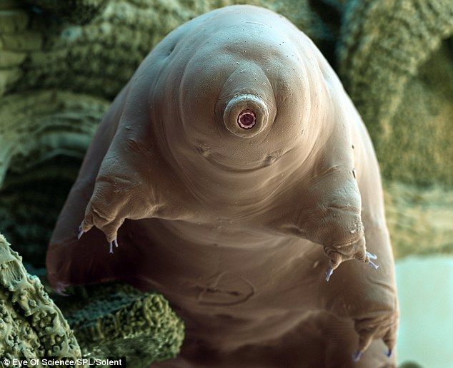 Animals you thought were fake / photoshopped but actually exist | Page 2 | NeoGAF Animals you thought were fake / photoshopped but actually exist | Page 2 | NeoGAF