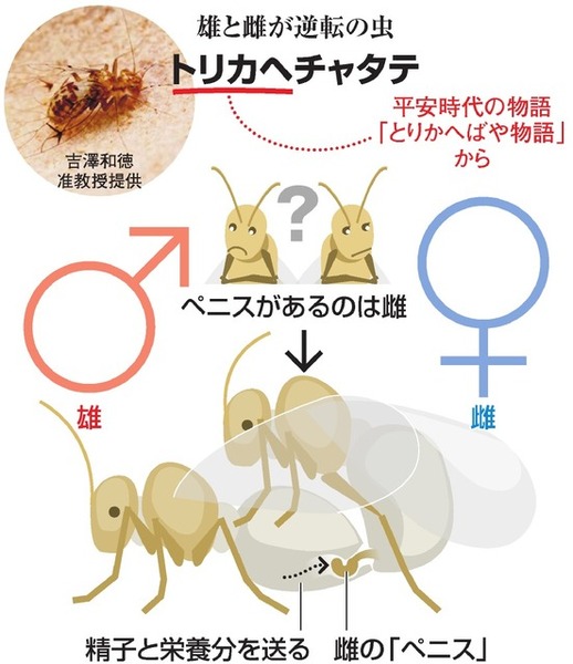 メスがファックする 雄と雌「逆転」の虫を研究、日本人らにイグ・ノーベル賞
