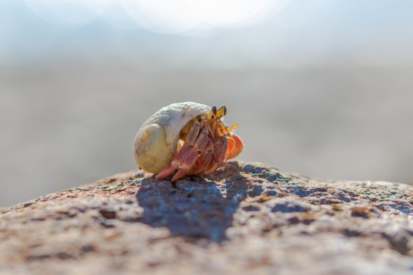Fotolia_85581203_Subscription_Monthly_M-e1463398958480
