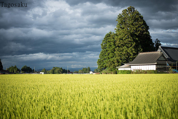rice_field