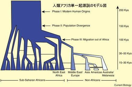 人類アフリカ単一起源説のモデル図