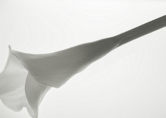 flower01