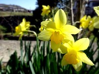 2015spring