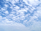 urokogumo