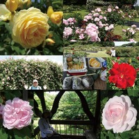 2015rosegarden
