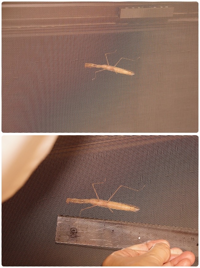 カマキリ