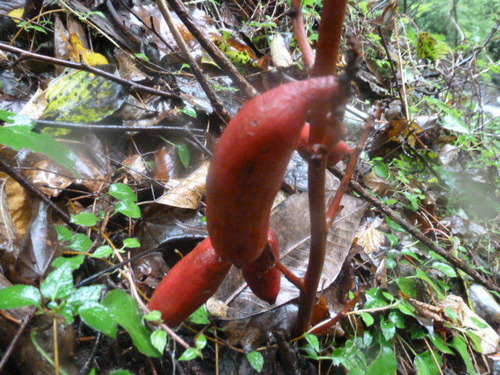 P1050454