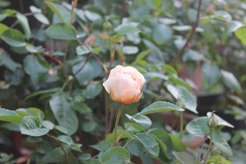 david0513 018